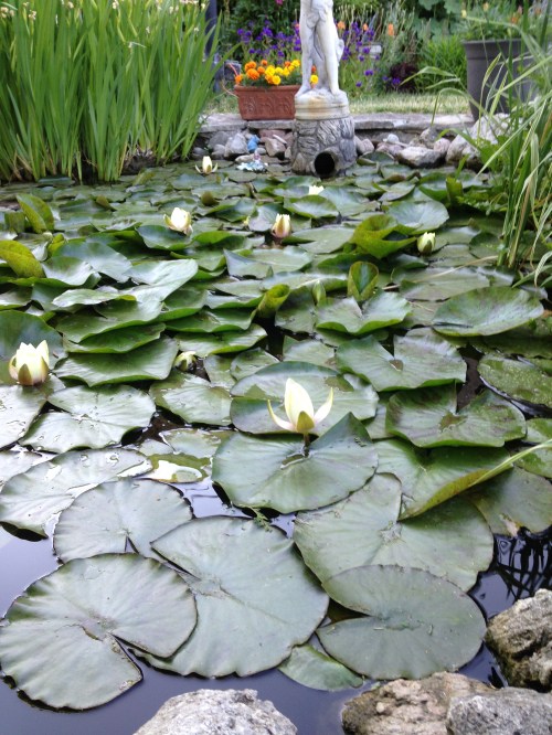 jills-lilly-pond